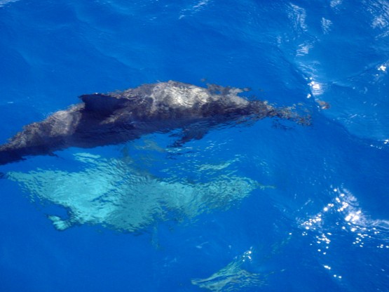 dolphin playing with the waves