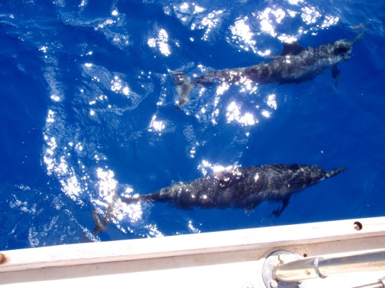 hawaii-sailing-dolphins-2 more dolphins with babies