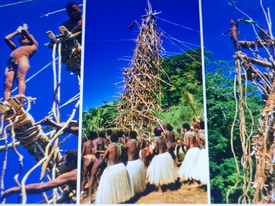 to this day on the island of Pentecoast, young boys and men jump of towers with roots at their ankles to impress the pretty girls