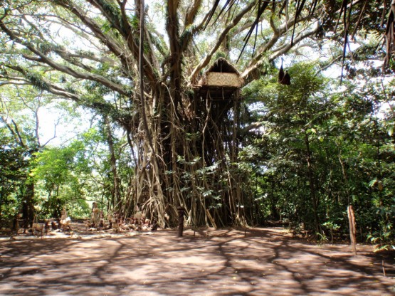 a real tree fort...