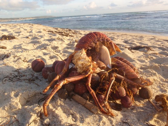 creatures Creatures of the sea...
