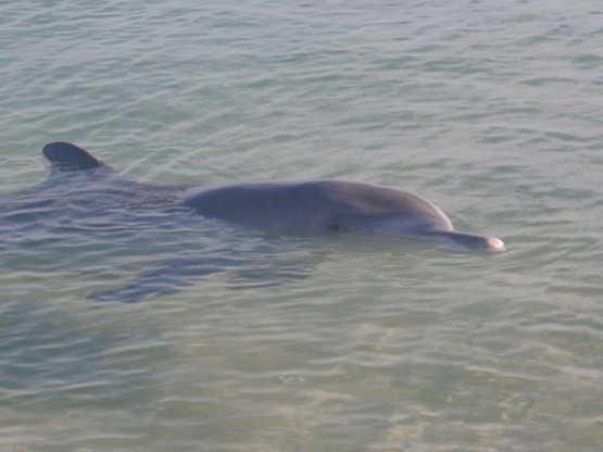 Dolphin with his baby coming over for a snack