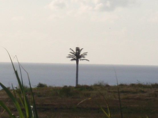 a very tall and very straight palm tree