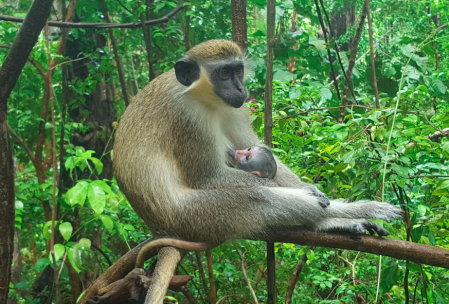 Breakfast time at the wildlife resort